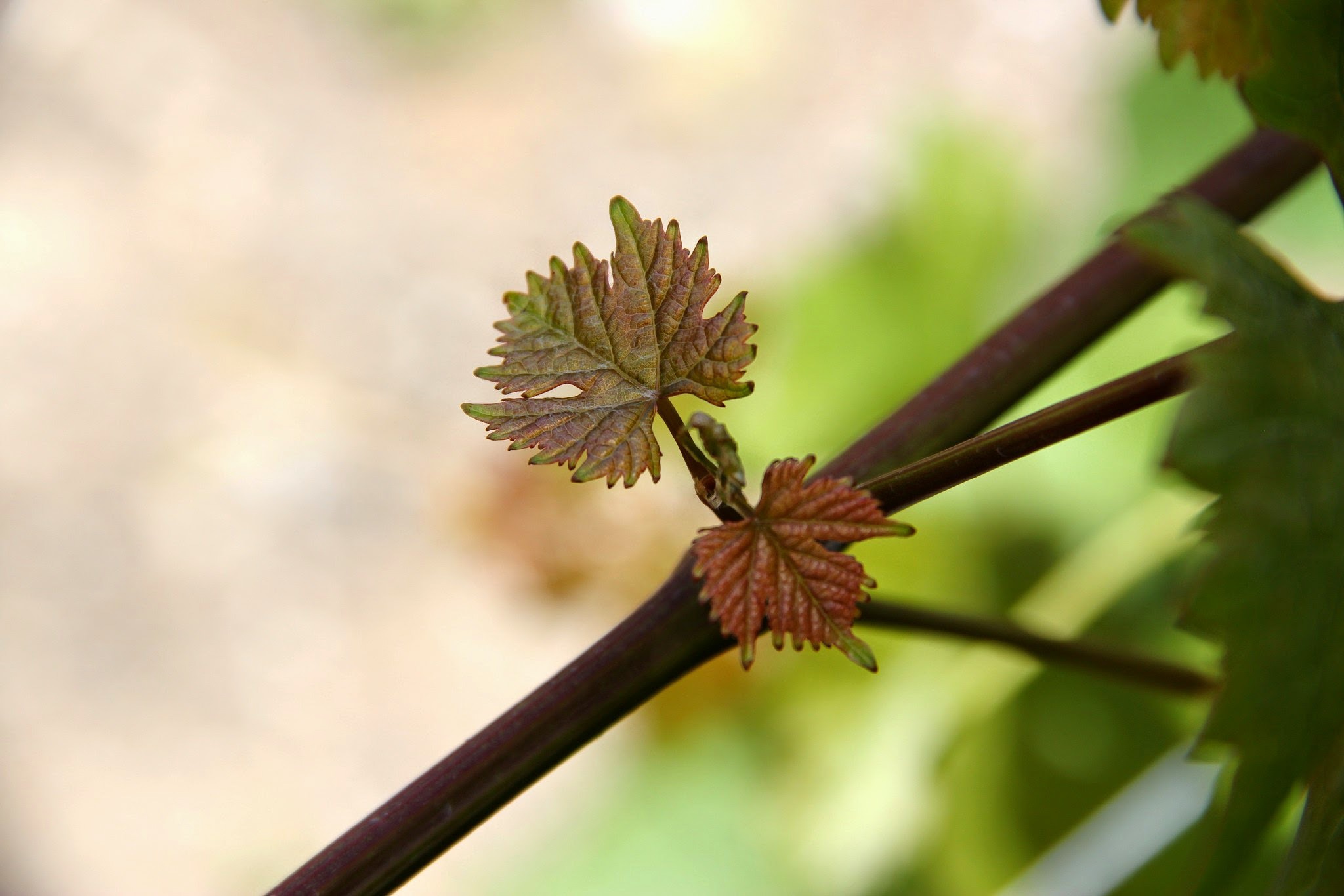 Chexbres 7 juillet 2012 024